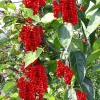Schisandra chin. Sadova (autofertila)