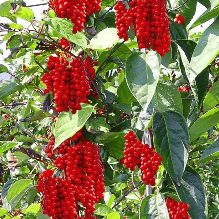 Schisandra chin. Sadova (autofertila)