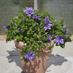 Clematita Sibyl