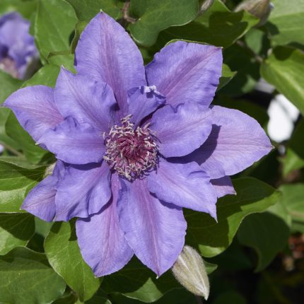 Clematita Sibyl