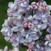 Liliac syringa_vulgaris_prof hoser