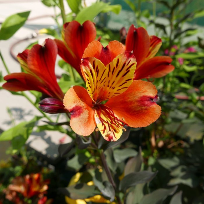 Alstroemeria INDIAN SUMMER® Tesronto