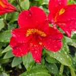 Alstroemeria SUMMER HEAT® Tessumheat