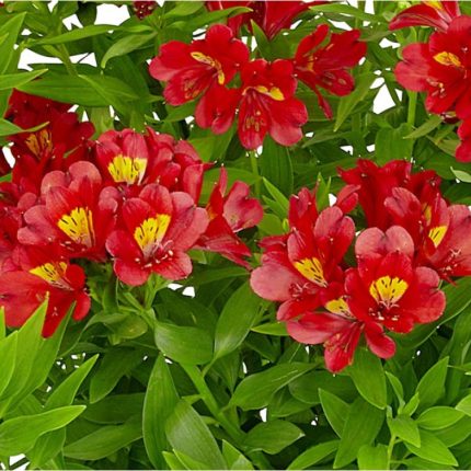 Alstroemeria SUMMER PEPPER® Tessumpep