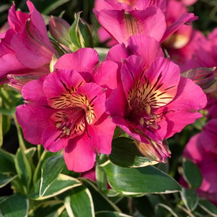 Alstroemeria RIVER VALLEY®Tessumriver
