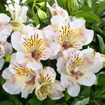 Alstroemeria TIMES VALLEY® Tessumtime