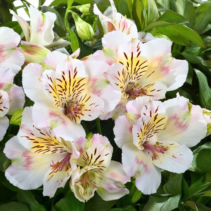Alstroemeria TIMES VALLEY® Tessumtime