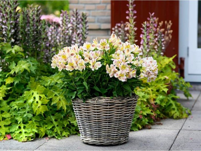 Alstroemeria TIMES VALLEY® Tessumtime