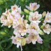 Alstroemeria TIMES VALLEY® Tessumtime