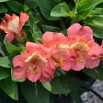 Alstroemeria VALLEY GIRL® Tesvalgirl