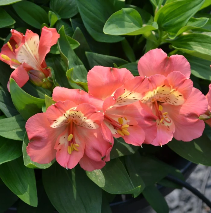 Alstroemeria VALLEY GIRL® Tesvalgirl