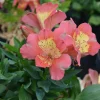 Alstroemeria VALLEY GIRL® Tesvalgirl