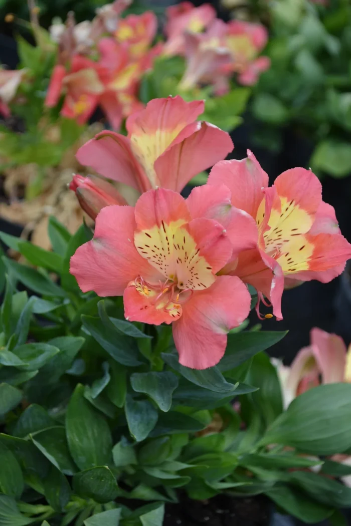 Alstroemeria VALLEY GIRL® Tesvalgirl