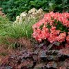 Alstroemeria VALLEY GIRL® Tesvalgirl