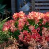 Alstroemeria VALLEY GIRL® Tesvalgirl