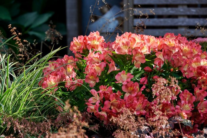 Alstroemeria VALLEY GIRL® Tesvalgirl