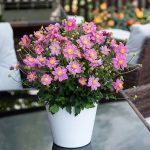 Anemona pitica LITTLE BREEZE SWEET