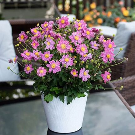 Anemona pitica LITTLE BREEZE SWEET