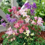 Caldaruse (Aquilegia) Biedermeier
