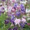 Caldaruse (Aquilegia) Biedermeier