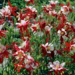 Caldaruse (Aquilegia caerulea) Crimson Star