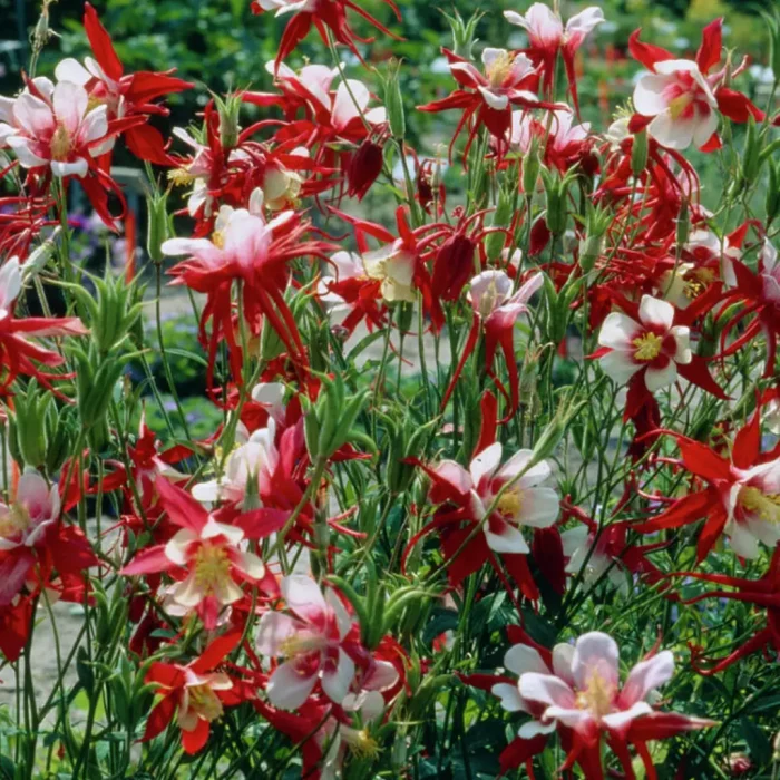 Caldaruse (Aquilegia caerulea) Crimson Star
