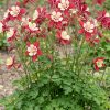 Caldaruse (Aquilegia caerulea) Crimson Star