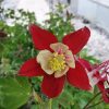 Caldaruse (Aquilegia caerulea) Crimson Star
