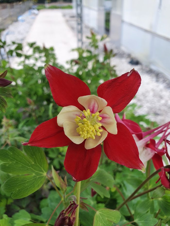 Caldaruse (Aquilegia caerulea) Crimson Star