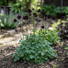 Caldaruse (Aquilegia vulgaris) Black Barlow