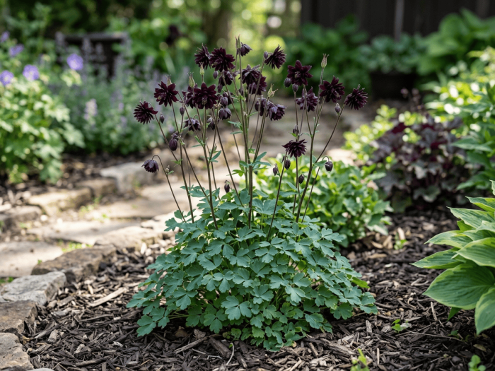 Caldaruse (Aquilegia vulgaris) Black Barlow