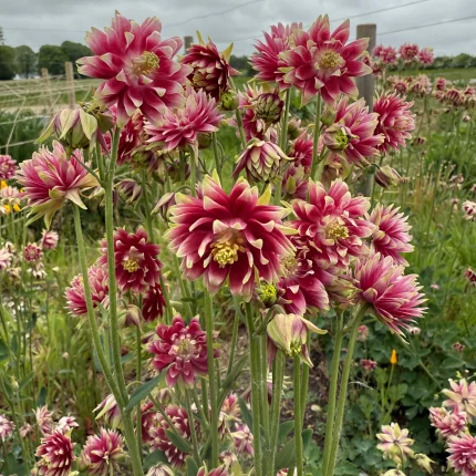 Caldaruse (Aquilegia vulgaris) Nora Barlow
