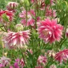 Caldaruse (Aquilegia vulgaris) Nora Barlow