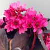 Bergenia EARLY BRILLIANCE Magenta