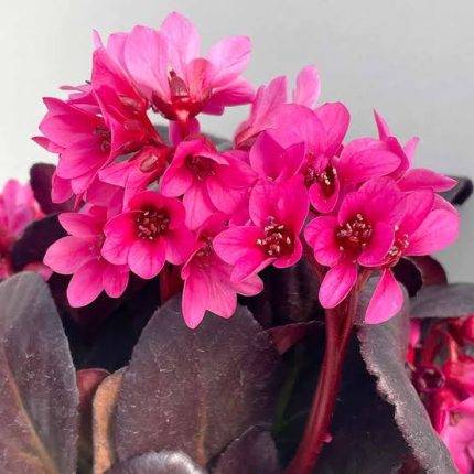 Bergenia EARLY BRILLIANCE Magenta