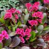 Bergenia EARLY BRILLIANCE Magenta