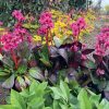 Bergenia EARLY BRILLIANCE Magenta