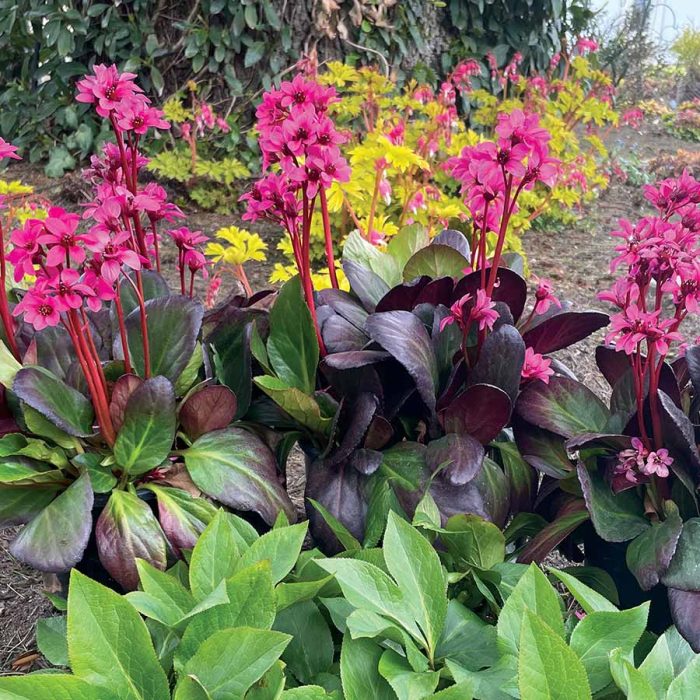 Bergenia EARLY BRILLIANCE Magenta