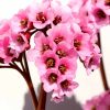 Bergenia VINTAGE Blush