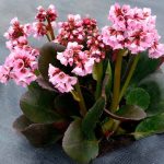 Bergenia VINTAGE Blush
