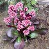 Bergenia VINTAGE Blush