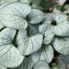 Brunnera macrophylla Silver Heart