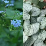 Brunnera macrophylla Silver Heart