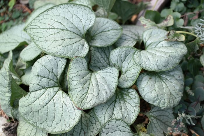 Brunnera macrophylla Silver Heart