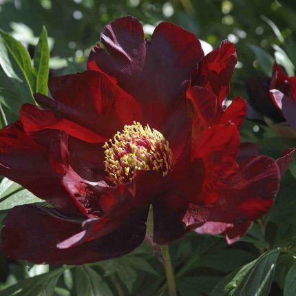 Bujor itoh Simply Red