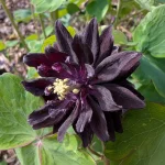 Caldaruse (Aquilegia vulgaris) Black Barlow