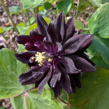 Caldaruse (Aquilegia vulgaris) Black Barlow