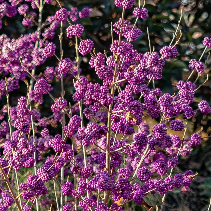 Callicarpa bod. Profusion 