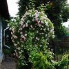 Calystegia Flore Pleno