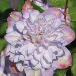 Clematita Anna's Choice